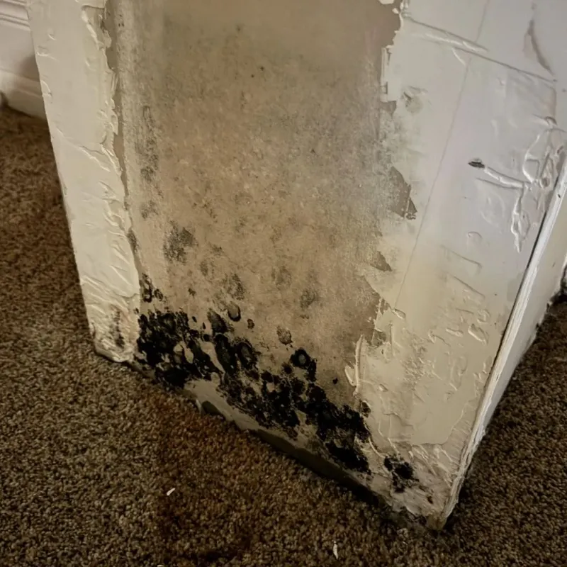 Professional Mold Removal in Las Quintas Fronterizas, TX